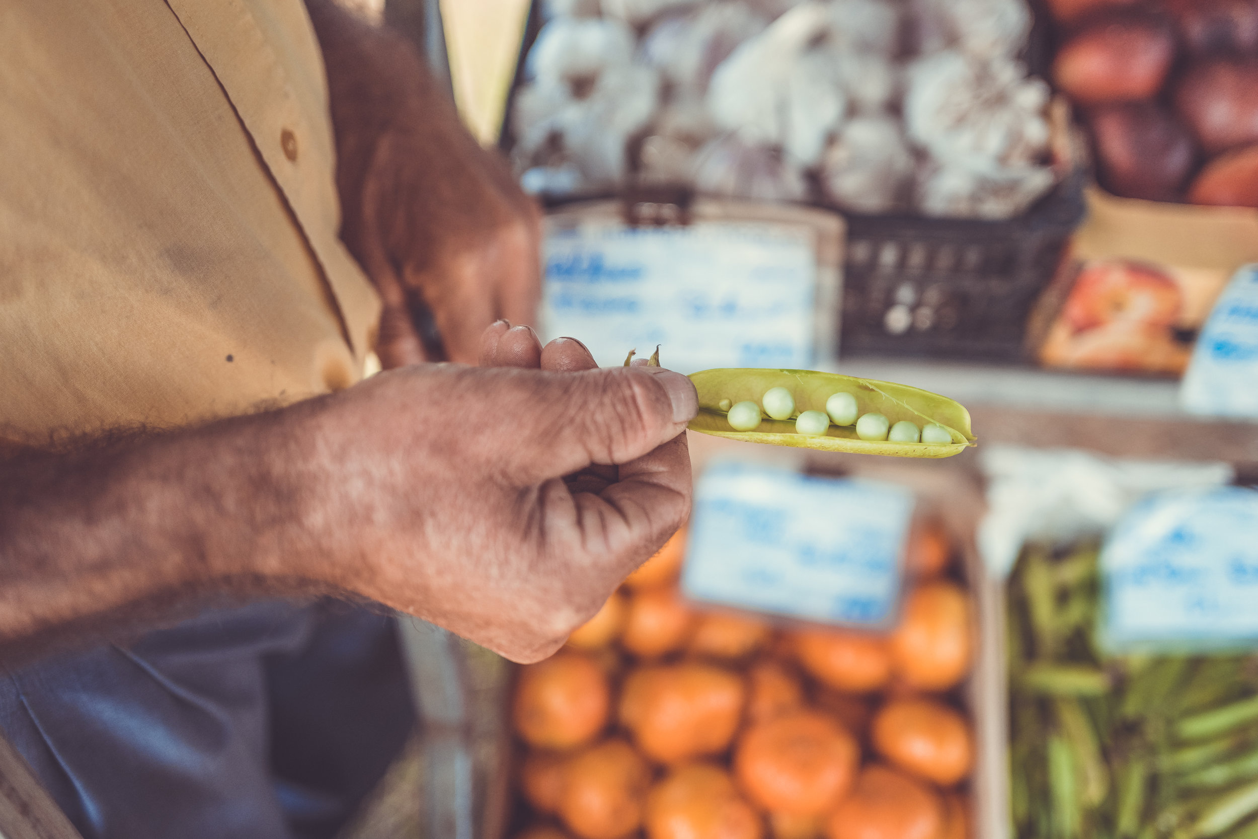 A person holding pea pods with peas still inside.