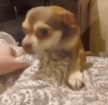 A small dog gently pushes away a hand offering food.