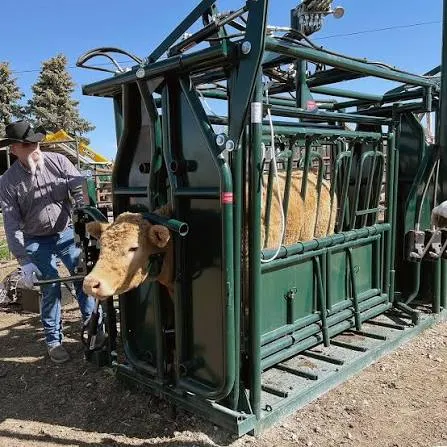 A cow standing in a modern cattle squeeze chute.