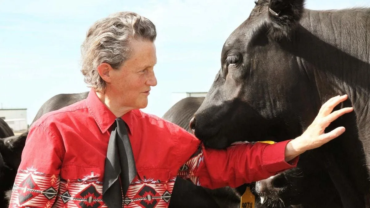Temple Grandin wearing a red western shirt while standing beside a black cow.