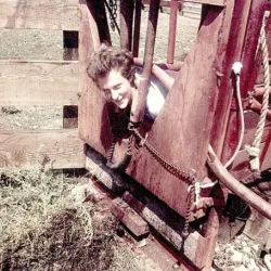 Temple Grandin using a cattle squeeze machine.